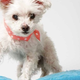 Illustration for article titled Adorable Adoptable Animals in Accessories Will Make Your Eyes Leak